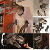 3D Wall Mount Dinosaur Bust Sculpture