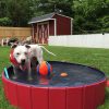 Dog Swimming Pool