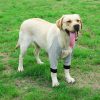 Dog Elbow Brace Protector Soft Breathable Pain Relief Shoulder Support Elbow Sleeves Pads For Canine Elbow Dog Supplies