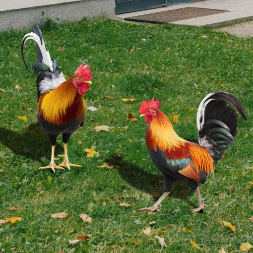 Garden Rooster Decor Outdoor Backyard Decoration Chicken Figurine Weatherproof Hen Figurine For Patio Hens For The Garden