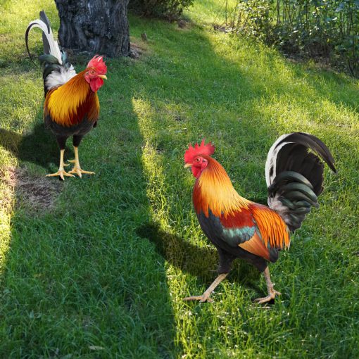 Garden Rooster Decor Outdoor Backyard Decoration Chicken Figurine Weatherproof Hen Figurine For Patio Hens For The Garden