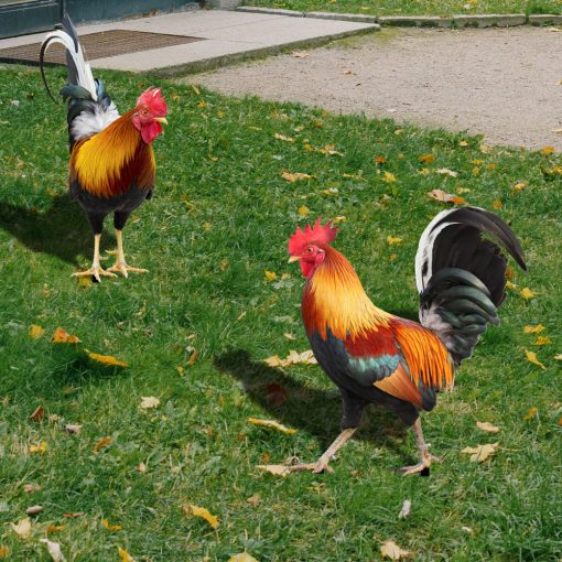 Garden Rooster Decor Outdoor Backyard Decoration Chicken Figurine Weatherproof Hen Figurine For Patio Hens For The Garden